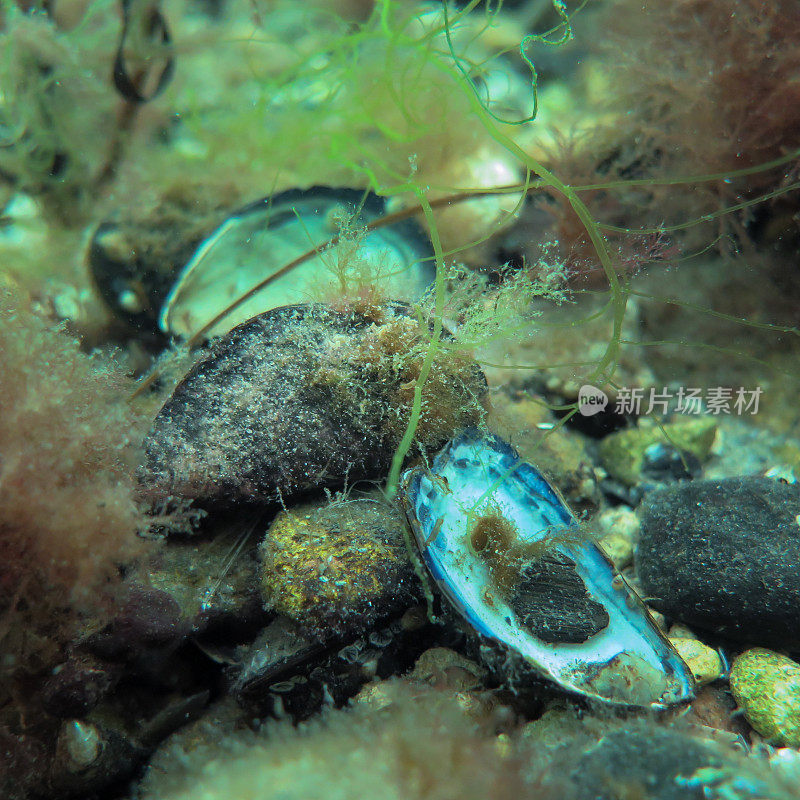 一只蓝色贻贝，Mytilus edulis，在寒冷的北欧水域